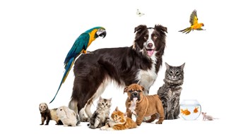 ‘Pandemic Pets’ in Multifamily Communities