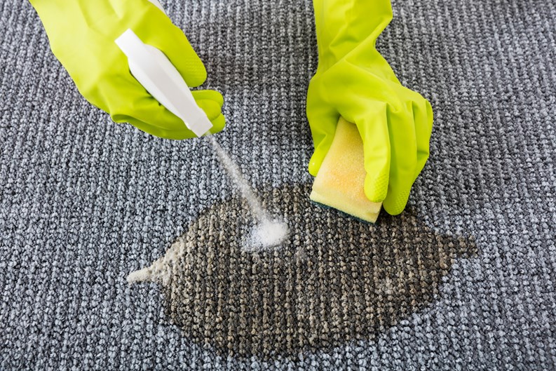 Person Hand Wearing Gloves Spraying Detergent On Grey Carpet To Remove Stain