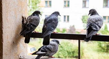 Multifamily Bird Control