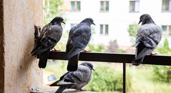 Four pigeons sitting on the balcony on the background of the city close up