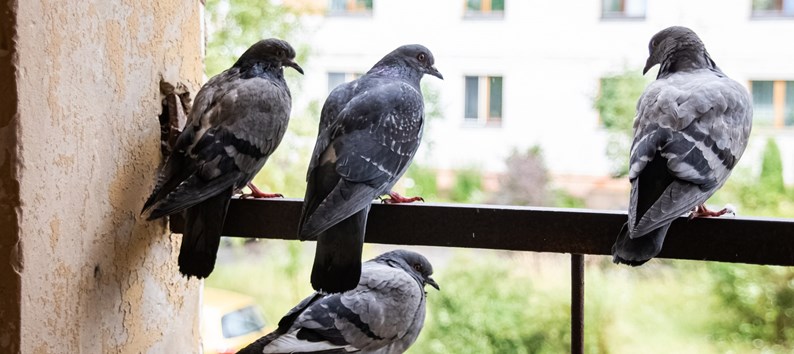 Four pigeons sitting on the balcony on the background of the city close up