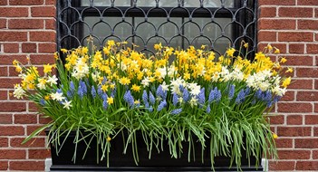 A window mounted flower box planted with daffodils and lupines on a red brick wall