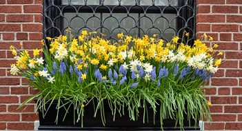 Urban Plant Care A window mounted flower box planted with daffodils and lupines on a red brick wall