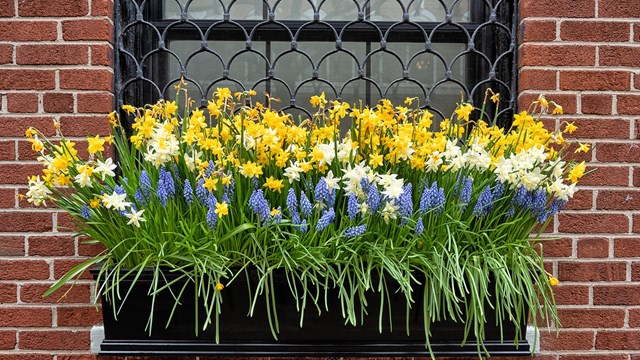 A window mounted flower box planted with daffodils and lupines on a red brick wall