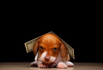 Q&A: To Fee or Not to Fee?