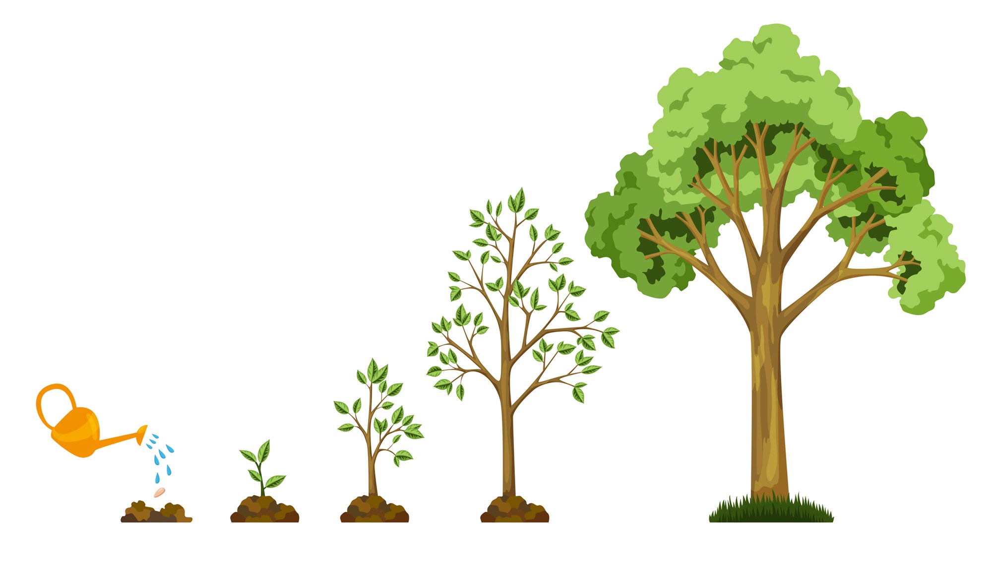 Stages growth of tree from seed. Watering the plants. Collection of trees from small to large. Green tree with leaf growth diagram. Business cycle development.