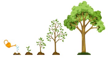 Tree Care & Maintenance Stages growth of tree from seed. Watering the plants. Collection of trees from small to large. Green tree with leaf growth diagram. Business cycle development.