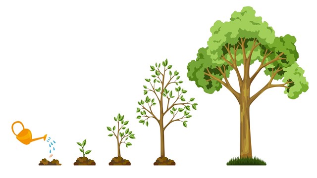 Stages growth of tree from seed. Watering the plants. Collection of trees from small to large. Green tree with leaf growth diagram. Business cycle development.