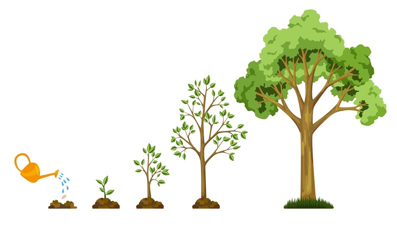 Stages growth of tree from seed. Watering the plants. Collection of trees from small to large. Green tree with leaf growth diagram. Business cycle development.