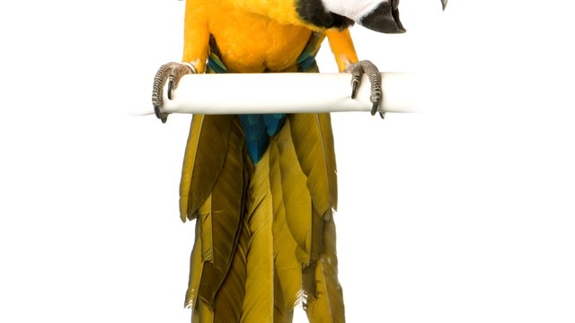 Polly Wanna Lawsuit?