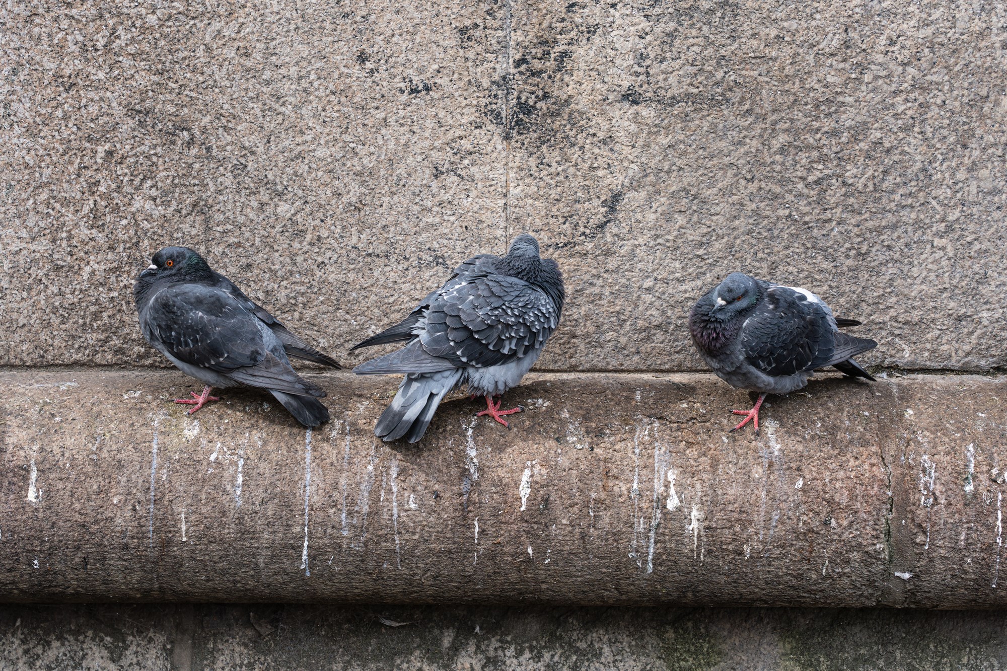 Three pigeons sit on the edge of a city monument, leaving stains and droppings on monument in city