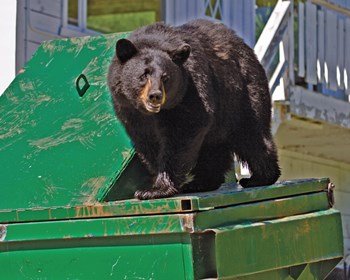 Squirrels and Bats and Bears, Oh My!