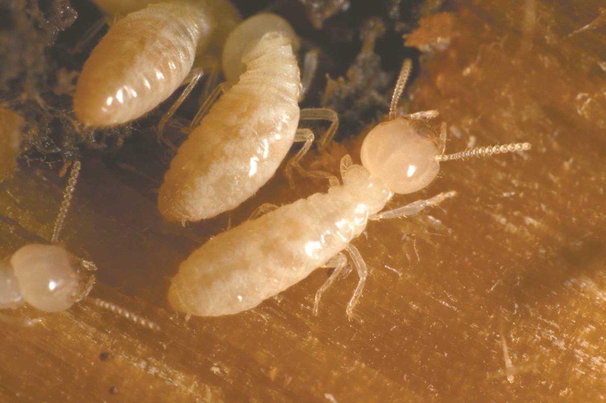 Homeowners Beware of the Swarm