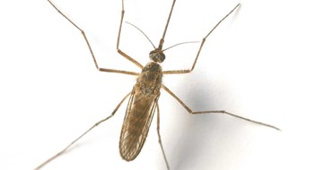 The Importance of Mosquito Control