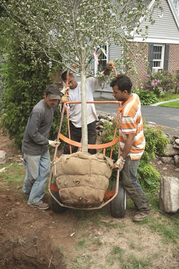 Tree Planning and Care